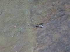 Tabanus trimaculatus