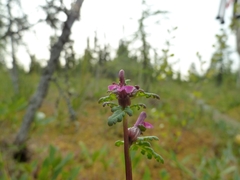 Pedicularis parviflora