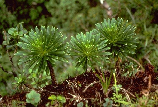 Lobelia gaudichaudii