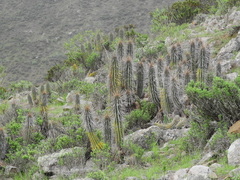 Eulychnia breviflora