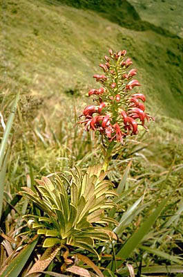 Lobelia gaudichaudii
