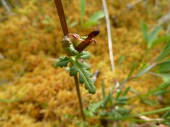 Pedicularis parviflora