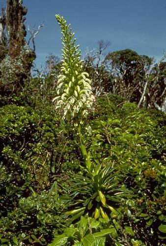 Lobelia gaudichaudii