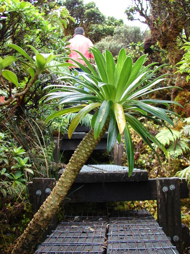 Lobelia gloria-montis