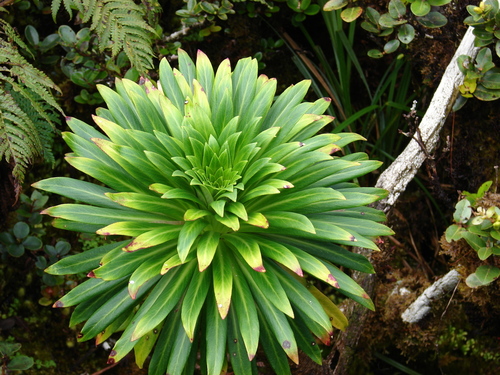 Lobelia gloria-montis