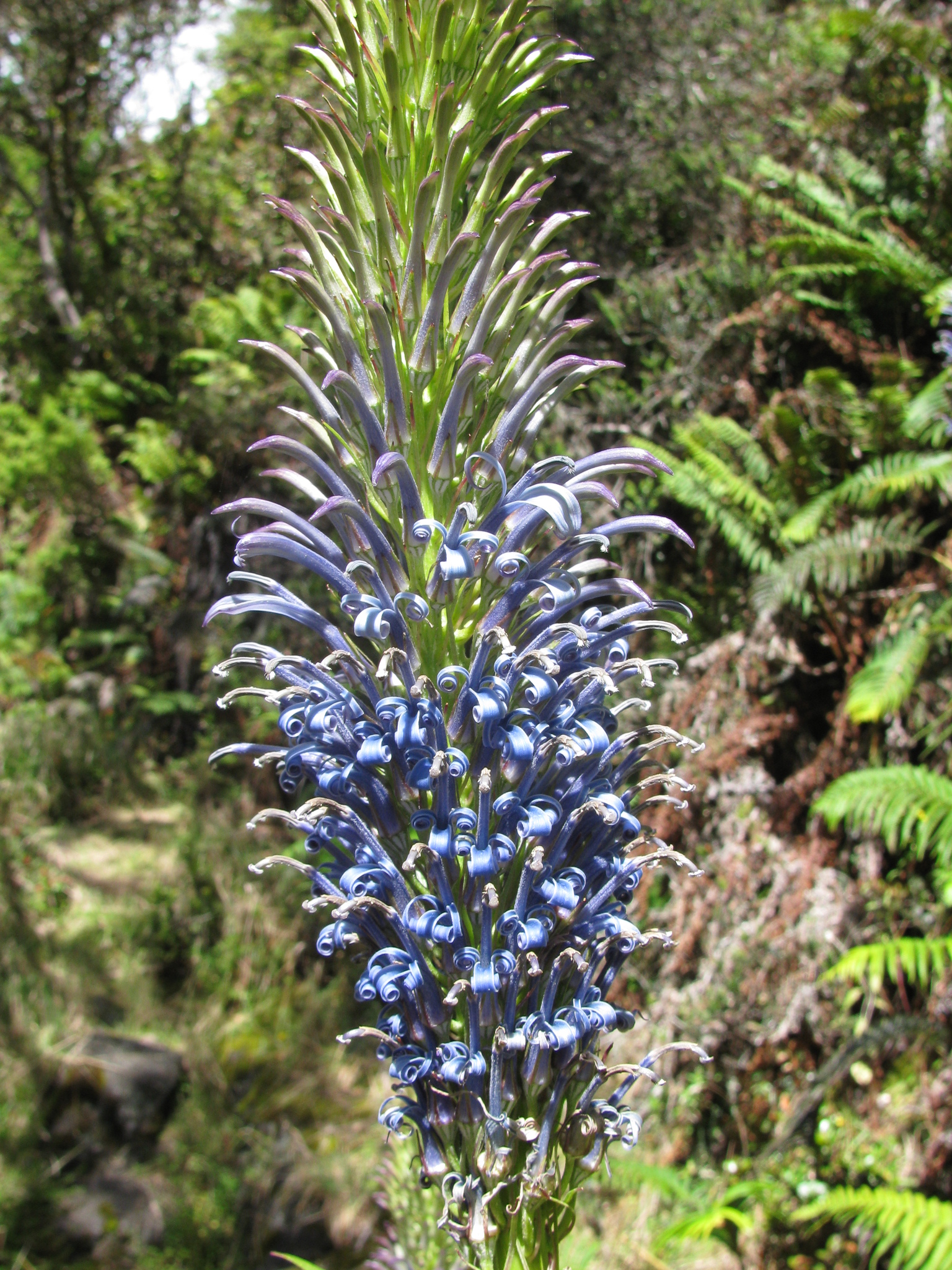 Lobelia grayana