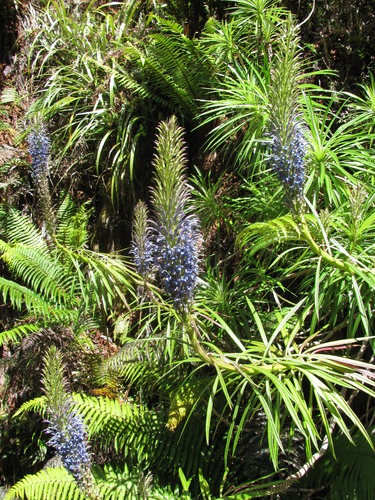 Lobelia grayana