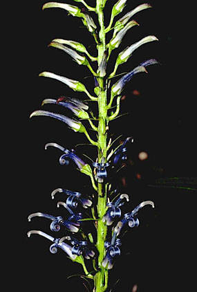 Maui lobelia (Lobelia hillebrandii)