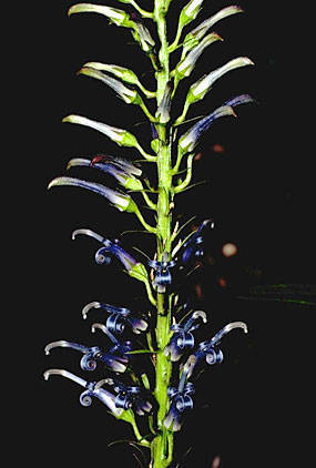 Lobelia hillebrandii