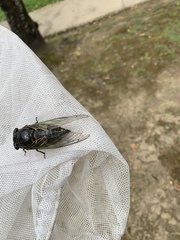 Cryptotympana facialis