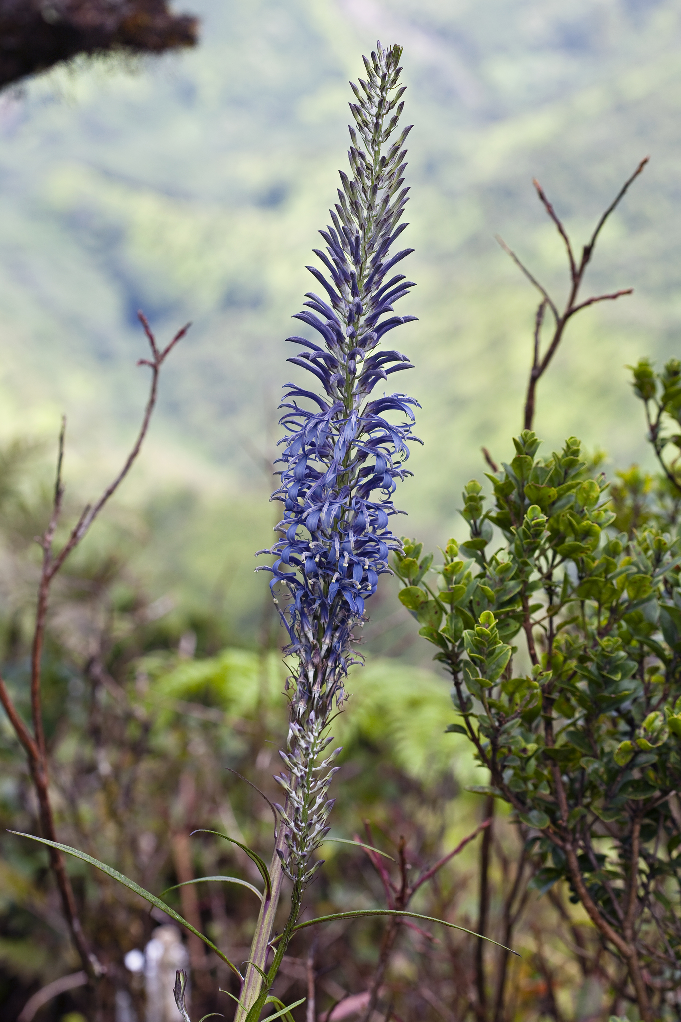 Lobelia hypoleuca