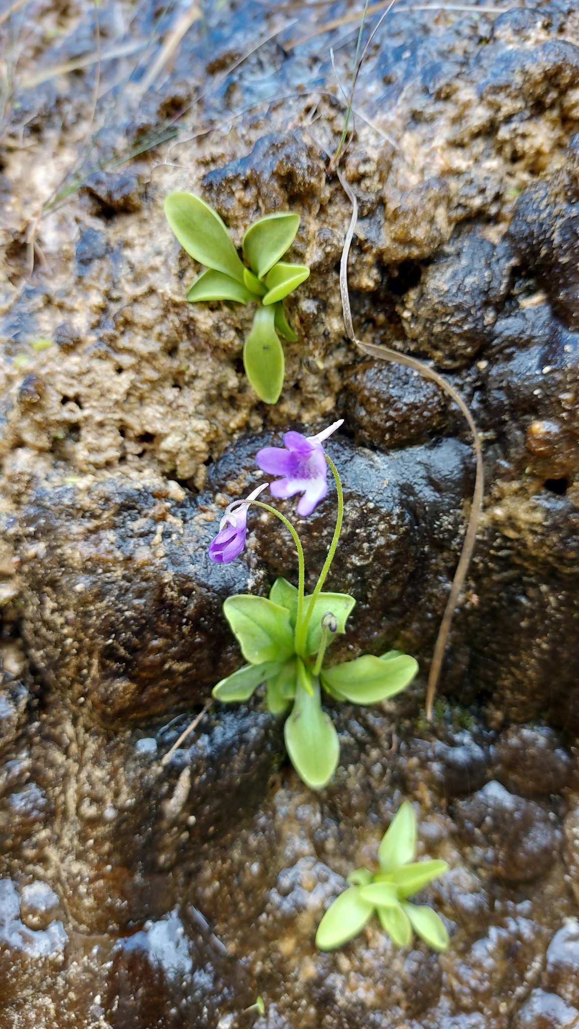 Pinguicula dertosensis (Cañig.) Mateo & M.B.Crespo 3