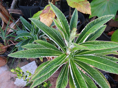 Lobelia hypoleuca