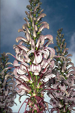 Lobelia × kauaensis