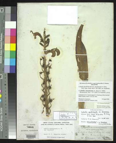 Lobelia × kauaensis