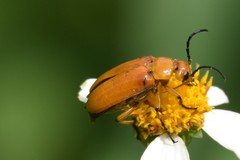 Nemognatha punctulata