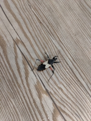 Microtomus purcis