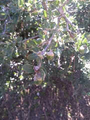 Quercus striatula