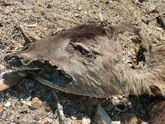 Dermestes