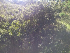 Quercus striatula