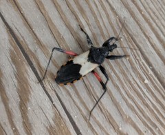 Microtomus purcis
