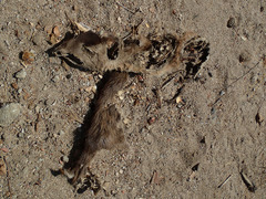 Dermestes