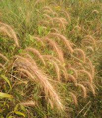 Elymus canadensis glaucifolius