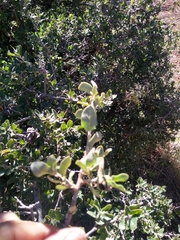 Quercus striatula