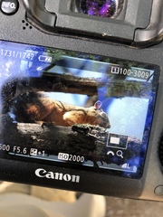 Sciurus nayaritensis