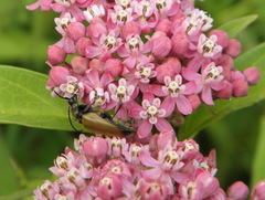 Trigonarthris
