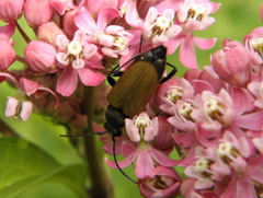 Trigonarthris