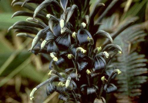 Lobelia oahuensis