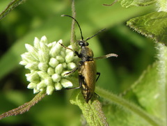 Trigonarthris