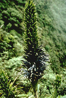 Lobelia oahuensis