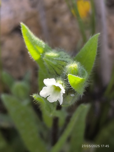 Nonea echioides, 2025-03-27