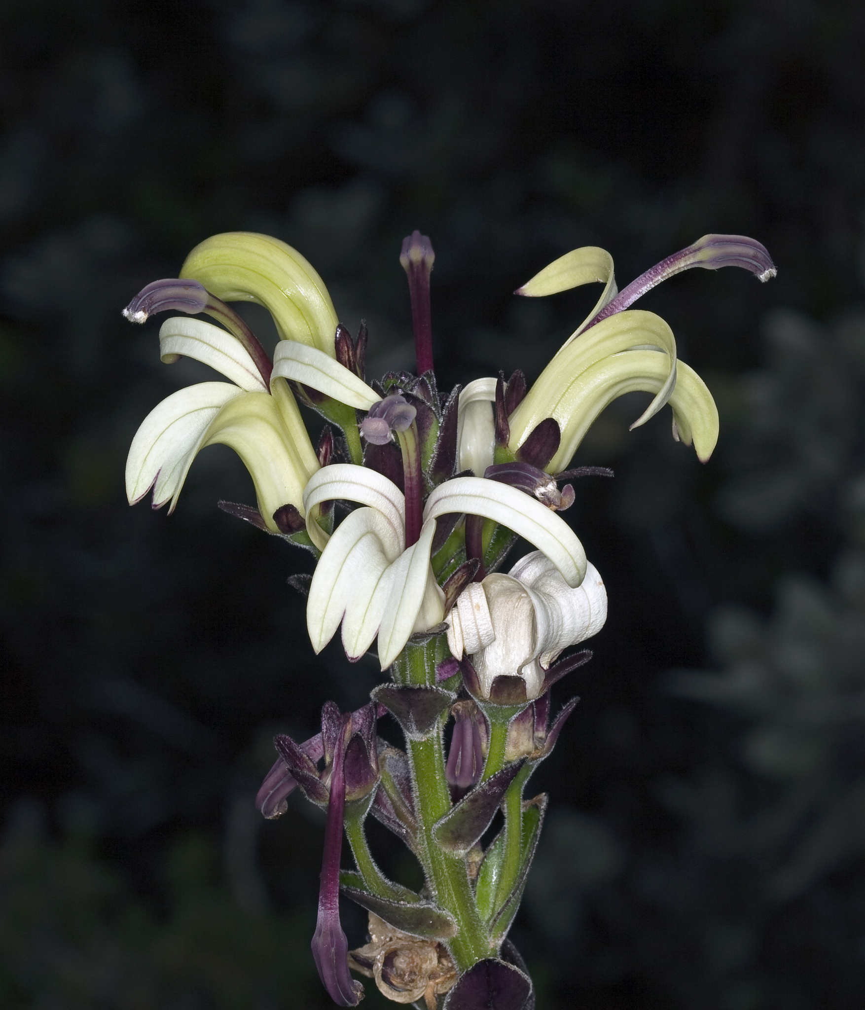 Lobelia villosa