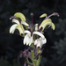 Lobelia villosa - Photo (c) John Game,  זכויות יוצרים חלקיות (CC BY-NC-SA)