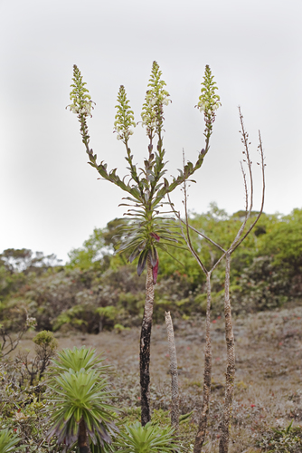 Lobelia villosa