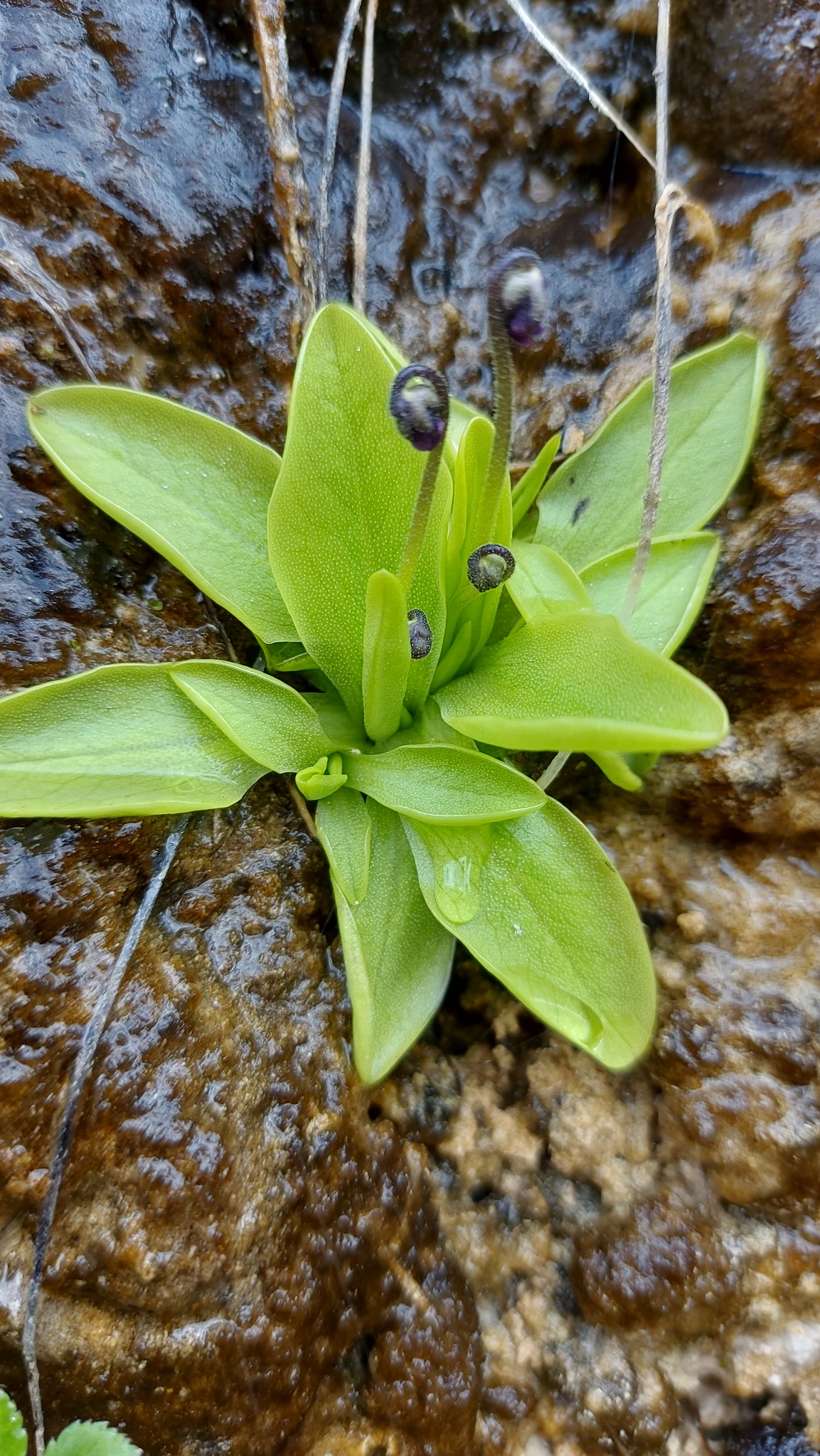 Pinguicula dertosensis (Cañig.) Mateo & M.B.Crespo 4