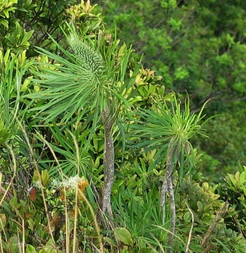 Lobelia yuccoides