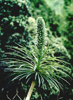 Lobelia yuccoides