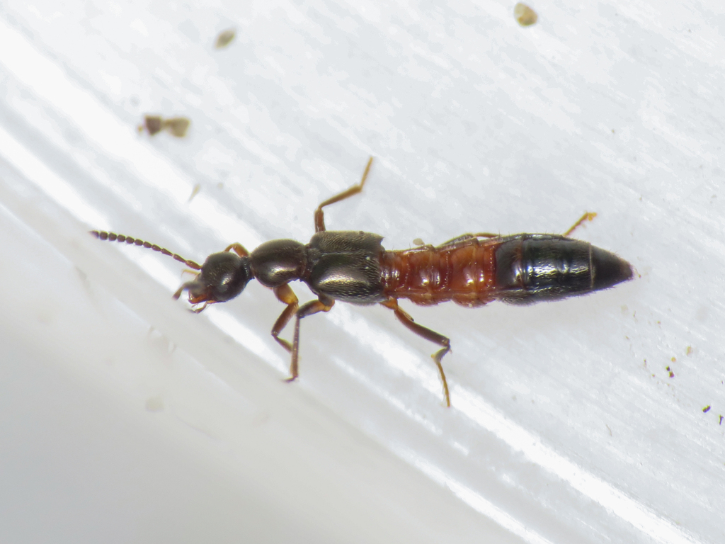 Tachyusa balteata