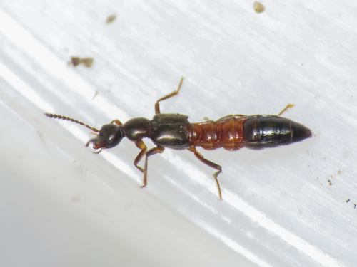 Tachyusa balteata