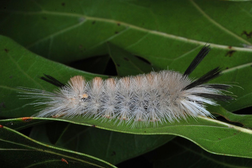 Banded Tussock Moth photo 3