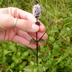 Mentha × piperita
