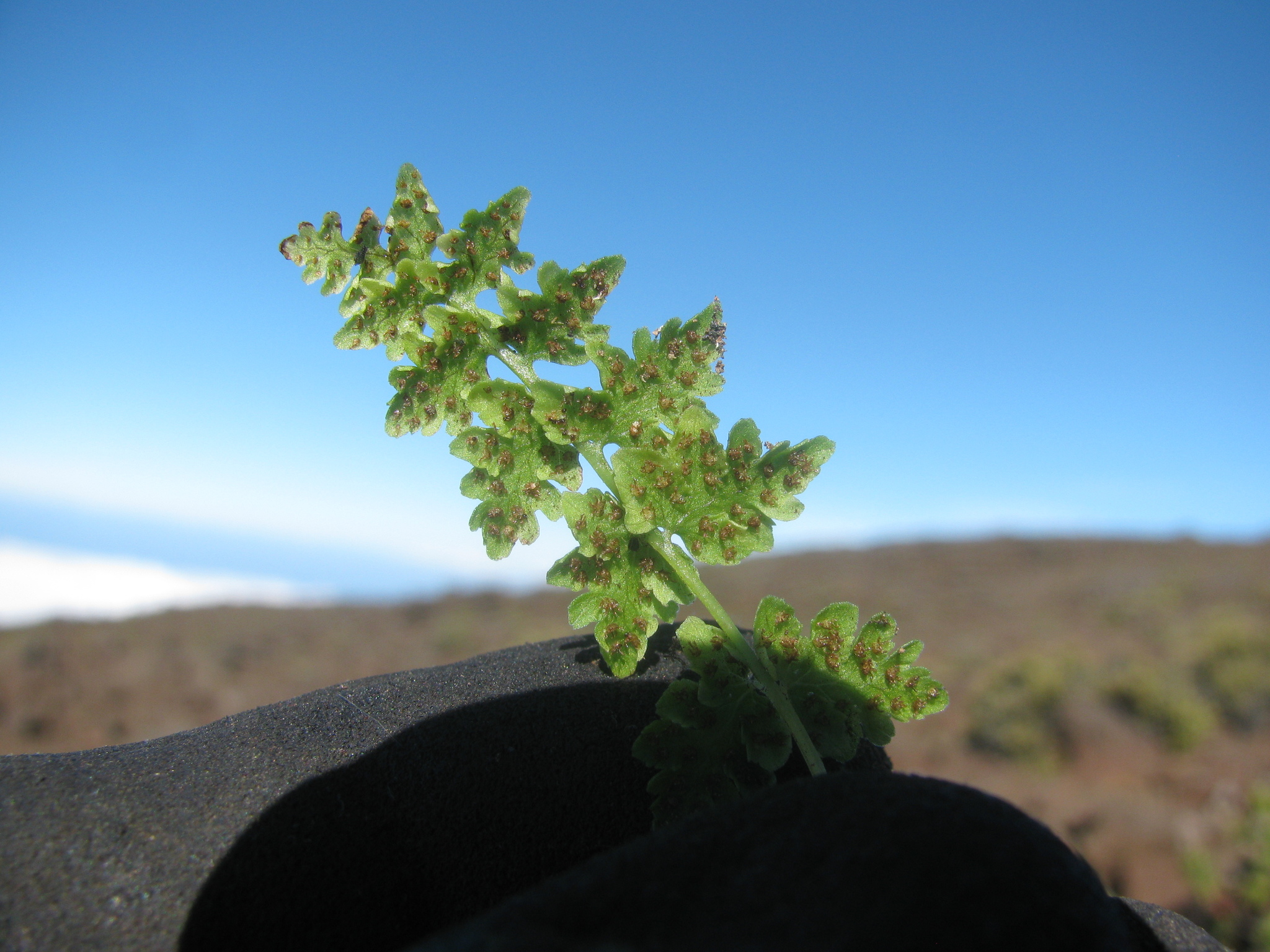 Cystopteris douglasii