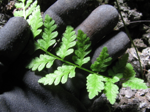 Cystopteris douglasii