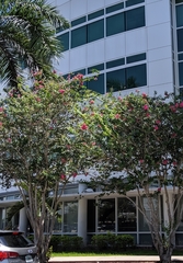 Lagerstroemia indica