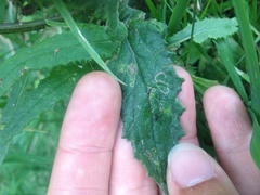 Stigmella ogygia