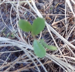 Hedycarya arborea